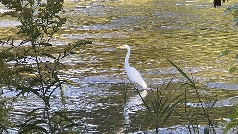 Great White Egret closeup