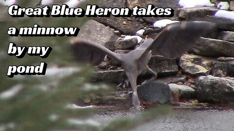 Great Blue Heron takes minnow by my pond