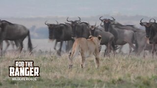 Early Morning Lions | Maasai Mara Safari | Zebra Plains