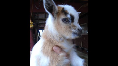 Sweet little Pygmy Baby Goats