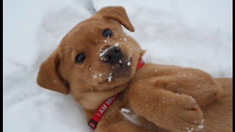 Cute Dogs / Playing in the Snow