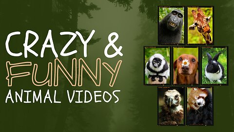 Crazy and funny animals video 😊