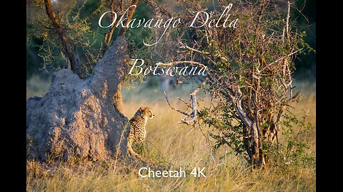 Cheetah in the Okavango Delta Botswana