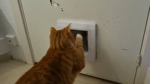 Hello cat door broken, fix right meow