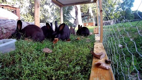 When the world burns, the rabbits chill