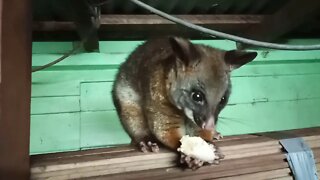 Bandit The Australian Possum, Eating a Banana close up. ( Video 11 )