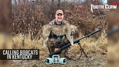 Calling Bobcats In Kentucky - Bobcat Hunting