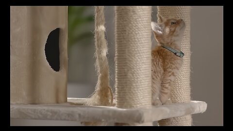 Dear Kitten: Modern Technology // Presented by Friskies & BuzzFeed