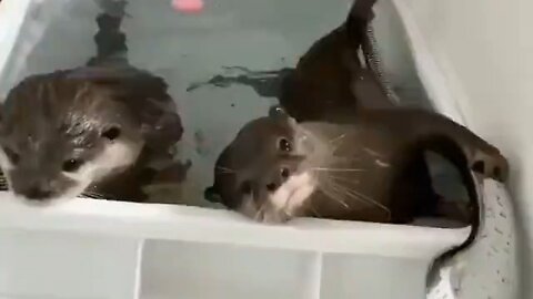 Otters Taking A Bath Together