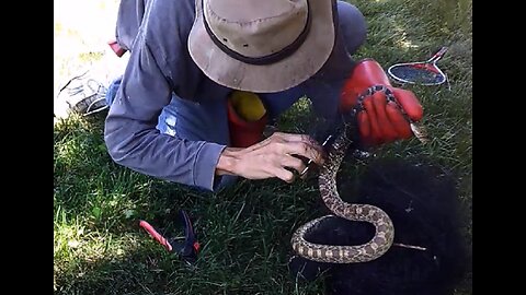 Bull Snake Rescue - Escape From A Tangled Garden Net