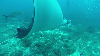 Giant Manta Ray and divers in Thailand