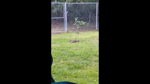 Baby squirrel meets baby tree