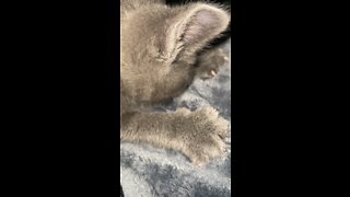 Cat Suckling Blanket