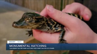 Colorado Gator Farm has its first baby gator in 16 years