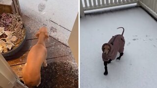 Sensitive pup won't go in the snow without jacket