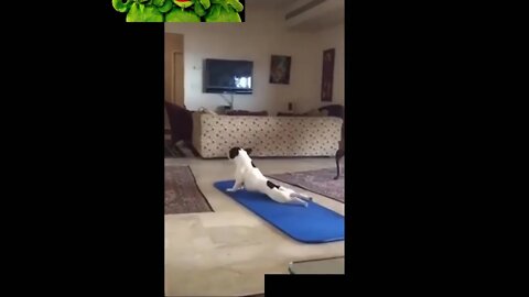 Super funny cats and dogs