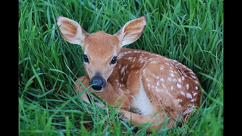 Baby Deer calls Logger "Mom".
