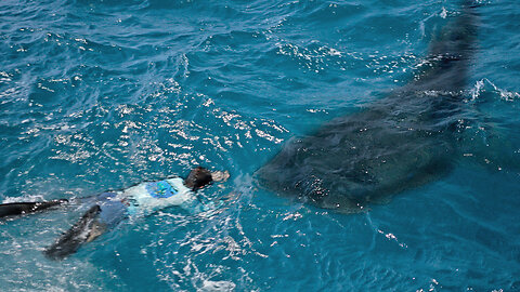 Swimming with a MASSIVE 30ft Shark!!