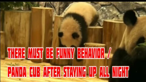 There's always a funny antics / Panda cubs have been up all night