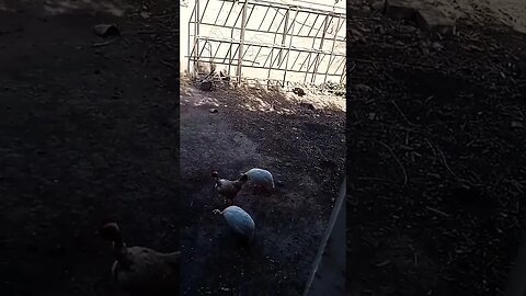 #nature #hen #roaster #subscribe #viralvideos #viral #villagelife #village #ytshorts #shorts #short