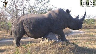 Itchy White Rhino Bull | Endangered Species Spotlight