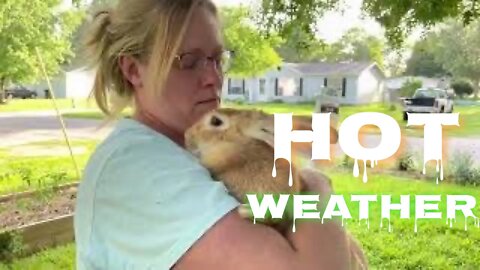 Raising Rabbits in the Heat | Sovereign Provisions