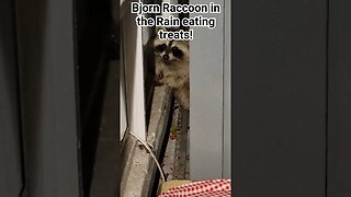 Bjorn Raccoon eating in the rain. #raccoon #raccoonandfriends #stolencatreats