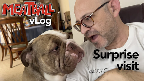 Meatball's Mischief: Recovering from Surgery with My Loyal Pup