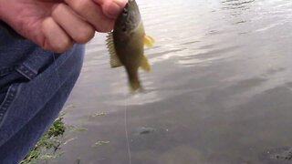 Using Crappie Nibbles To Catch Perch For Bait