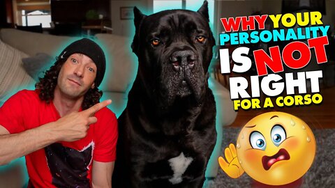 Why YOUR Personality Is NOT RIGHT For a Cane Corso