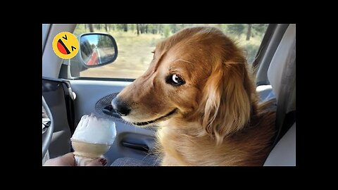 New Funny Animals 😂 Funniest Cats and Dogs Videos 😺🐶