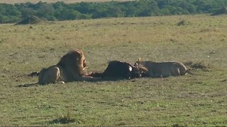 Rob The Ranger Wildlife Videos is live! Lions Feeding