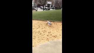 Puppy at the dog park