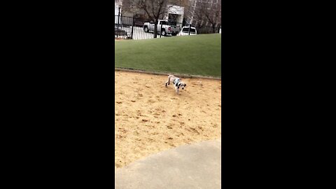 Puppy at the dog park