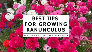 HOW to PLANT and GROW RANUNCULUS plus TIPS for growing ranunculus in HOT CLIMATES