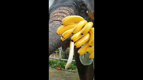 Elephant’s Whole Life 95% Eating, Sleeping, Bathing And Pooping!