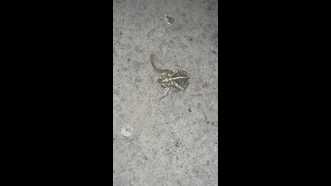 Toad Eating Worm