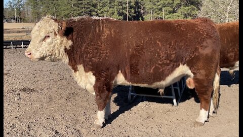 Registered Hereford Bull “CONAN 1031G”