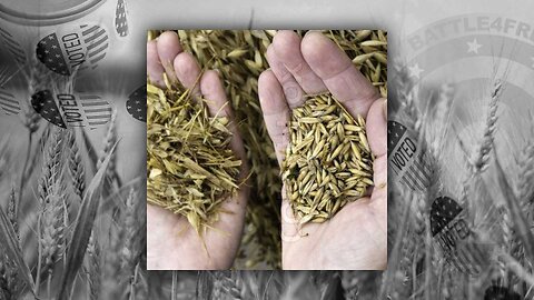 Battle4Freedom (2022) Wheat Chaff Politics - Harvesting Quality Candidates