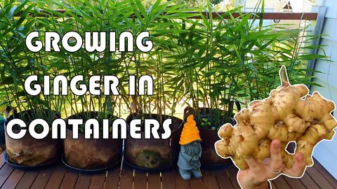 How to Grow Ginger In Containers so YOU Get a BUMPER Harvest