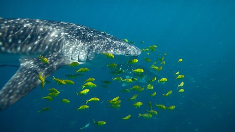 The Fascinating Bond Between Remora Fish and Whale Sharks Phongsatorn Inpilliyanugul Lovers🦈♥️