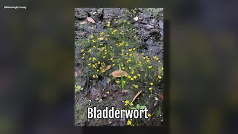 Bladderwort | Sarah's Walking Club Fall Scavenger Hunt