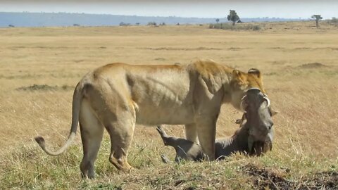 15 merciless moments when male lions attack | fun with jan pk