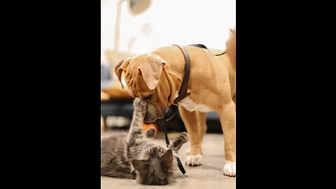 A little cat play with cute puppy