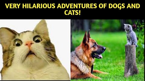 "Fur-ocious Funnies: Hilarious Adventures of Dogs and Cats!"