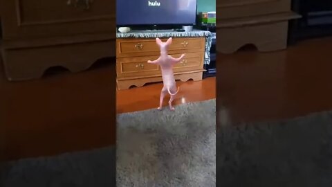 The dancing Naked cat