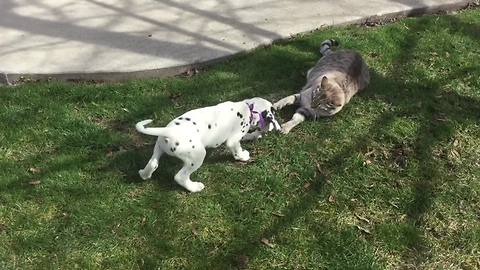 Dalmatian puppy tests limits of cat's patience