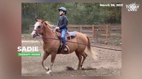 Healing Winds Therapeutic Riding Center is raising funds for ‘Sadie’