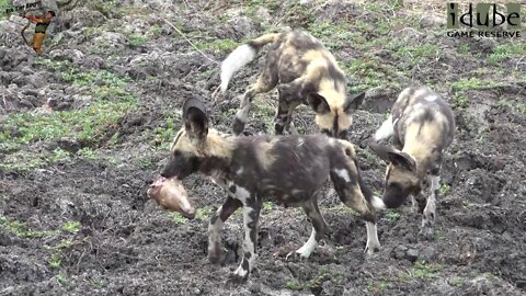 Painted Dog Puppies Compete For Prize