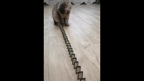 cat does a domino trick cats being cat cats being cute